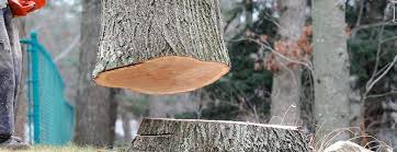 How Our Tree Care Process Works  in  Gang Mills, NY