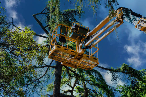 Best Aeration Services  in Gang Mills, NY