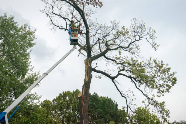 Best Tree Trimming and Pruning  in Gang Mills, NY