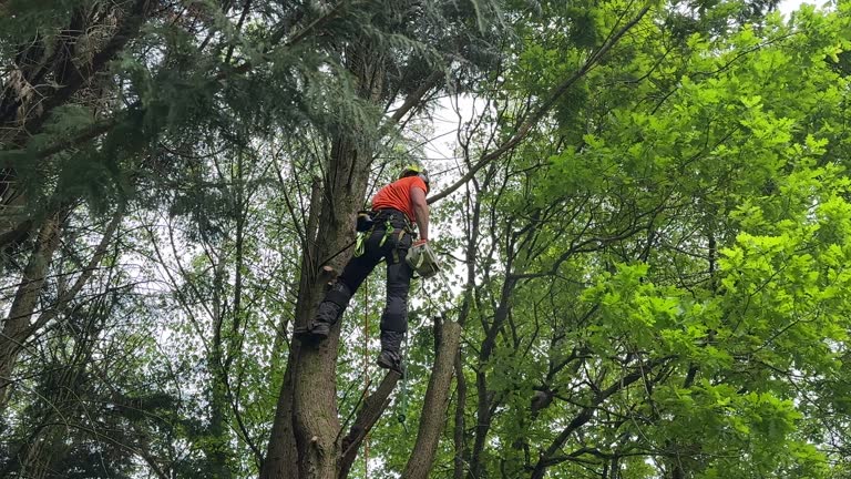 Best Tree Disease Treatment  in Gang Mills, NY