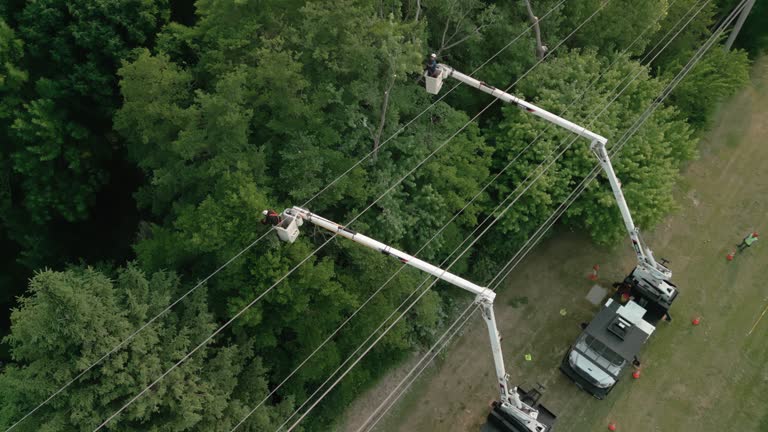 Best Tree Mulching  in Gang Mills, NY